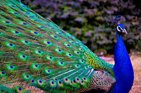 Image result for peacock