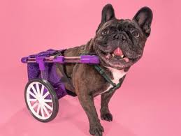 figo dog wheelchair by rickee