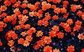 Orange Flowers HD wallpaper