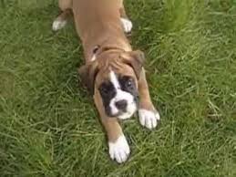 Boxer Puppy First 11 Weeks From Birth