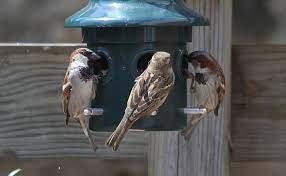 House Sparrow Nest And Eggs Avian Report