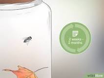 What can I feed my flies?