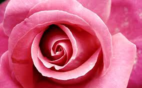 pink rose pink flower rose flowers