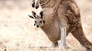 kangaroo pouch video goes viral on