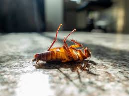 4 home remes for roach control