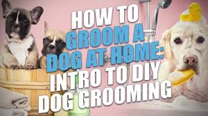 Includes home improvement projects, home repair, kitchen remodeling, plumbing, electrical, painting, real estate, and decorating. Do You Tip Dog Groomers Why And How Much Top Dog Tips