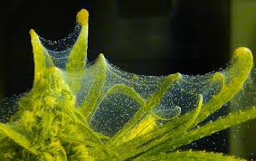 Marijuana Growers Hq Spider Mite Control In Marijuana Gardens