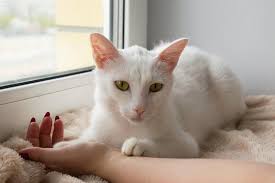 Some sentient species were also classified as feline, such as zygerrians and togorians. Prognosis Of Cats With Feline Leukemia Virus Figo Pet Insurance