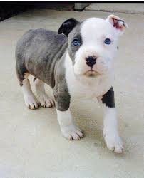 38,558 likes · 151,329 talking about this. Akc Pitbull Puppies For Sale Off 72 Www Usushimd Com