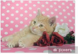 Here you can find the best valentine kitten wallpapers uploaded by our community. Kittens And Roses For Valentines Day Poster Pixers We Live To Change