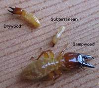 subterranean and other termites