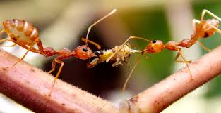 how to get rid of ant colonies in yard