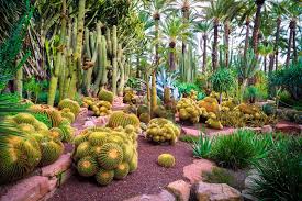 How To Grow Cactus Indoors Outdoors