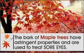 facts about the maple tree