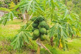 You can, however, grow in a huge pot, and. How To Grow Papaya Harvest To Table