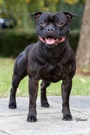 They have little odor as well. Staffordshire Bull Terrier Facts For Kids