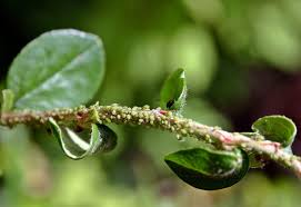 how to get rid of aphids naturally