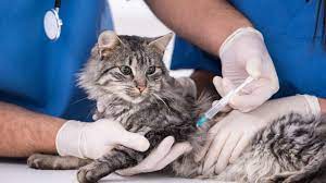 Vaksin kucing sangat penting diberikan untuk menjaga kesehatan kekebalan tubuh hewan peliharaan ini. Biaya Vaksin Kucing Mahal Yuk Cari Tahu Faktanya Di Sini Pintarpet