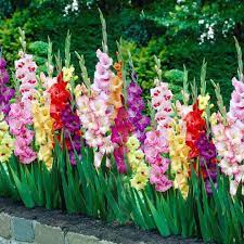 sword lilies gladiolus royal garden