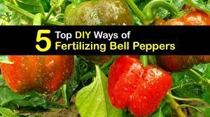 bell pepper fertilizer diy organic