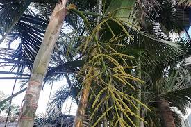 How To Grow And Care For Areca Palm