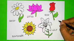 learn flowers names and drawing daisy