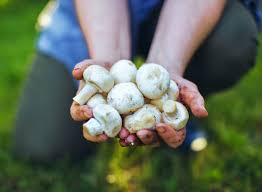 grow mushrooms in your backyard garden