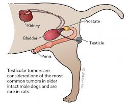 What does breast cancer feel like? Testicular Tumors Vca Animal Hospital