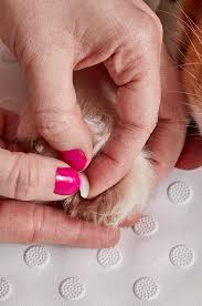 how to trim a dog s nails at home step