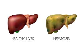 human internal organs liver healthy