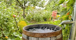 Collecting Rainwater For The Garden A