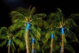 christmas lights on palm trees is it