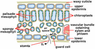 Gas Exchange In Plants S Cool The Revision Website