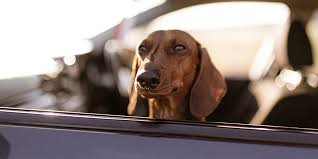 Bark Up 7 Best Cars For Dogs My Car