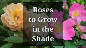 can roses grow in shade you