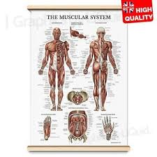 Details About Muscle Anatomy Superficial Muscle Chart Human Body Deep Poster A4 A3 A2 A1