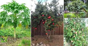 12 Fruit Trees For Home Garden India