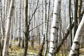 白樺の木が生い茂る春の森。ロシア、3月。 | プレミアム写真