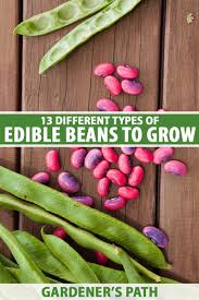edible beans for the garden