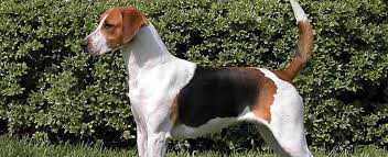 The cost to adopt a foxhound puppy is approximately $300 or less to cover the costs of caring for the dog. English Foxhound Dog Breed Profile Petfinder