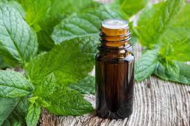 peppermint oil why it works to repel