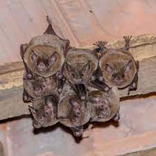 How to Get Rid of Bats in the Attic | Family Handyman