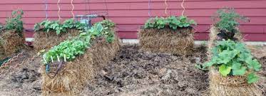 build a straw bale garden milorganite