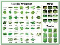 Leaf Chart Tree Leaf Identification Flower Identification