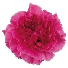 46 Best Carnation Colors Images Carnation Colors