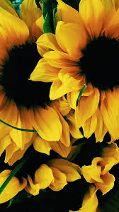 sunflower hd phone wallpaper peakpx