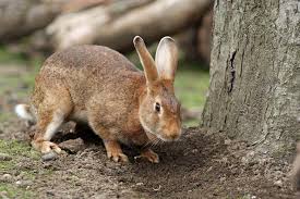 prevent rabbits from eating plants