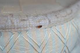 Places Bed Bugs Can Hide In Your Home