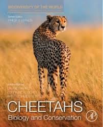 Cheetah Acinonyx Jubatus Classification Wild Cat Family