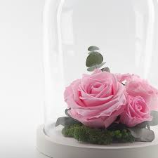 Preserved Roses In A Glass Dome